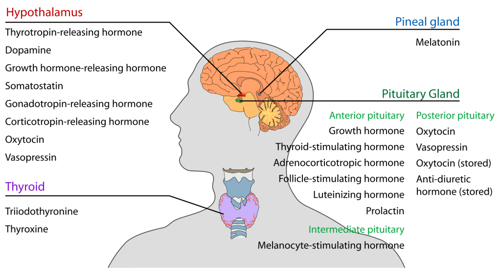 Endocrine-glands-and-hormones-of-the-Central-Nervous-System-1024×549